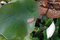Dendropsophus bogerti
