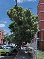 Ficus benjamina