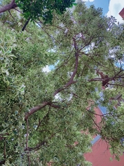 Ficus benjamina