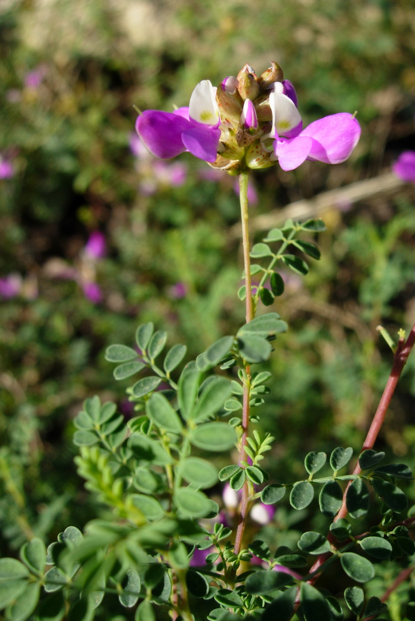 Dalea frutescens