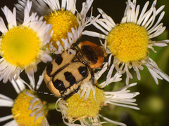 Trichius sexualis