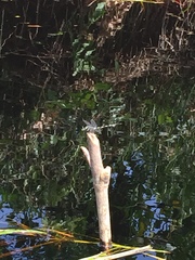 Ictinogomphus decoratus