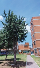 Cupressus lusitanica