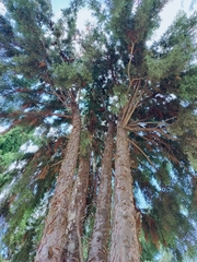 Cupressus lusitanica