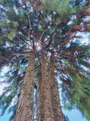 Cupressus lusitanica