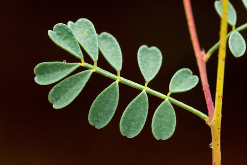 Black Dalea