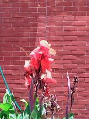 Canna × generalis