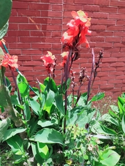 Canna × generalis
