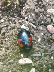 Hister quadrimaculatus
