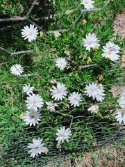 Asteraceae