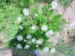 Asteraceae