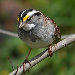 Zonotrichia albicollis