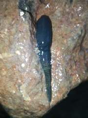 Haemopidae