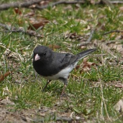 Junco hyemalis