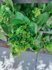 Taphrina deformans