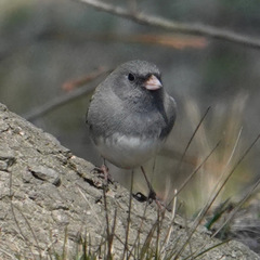 Junco hyemalis