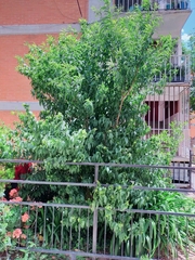 Taphrina deformans