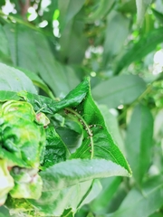 Taphrina deformans