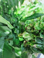 Taphrina deformans