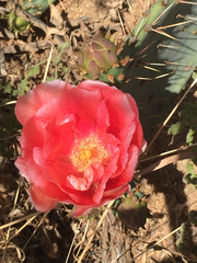 Opuntia × vaseyi