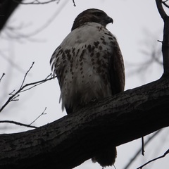 Buteo jamaicensis