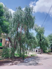 Salix babylonica