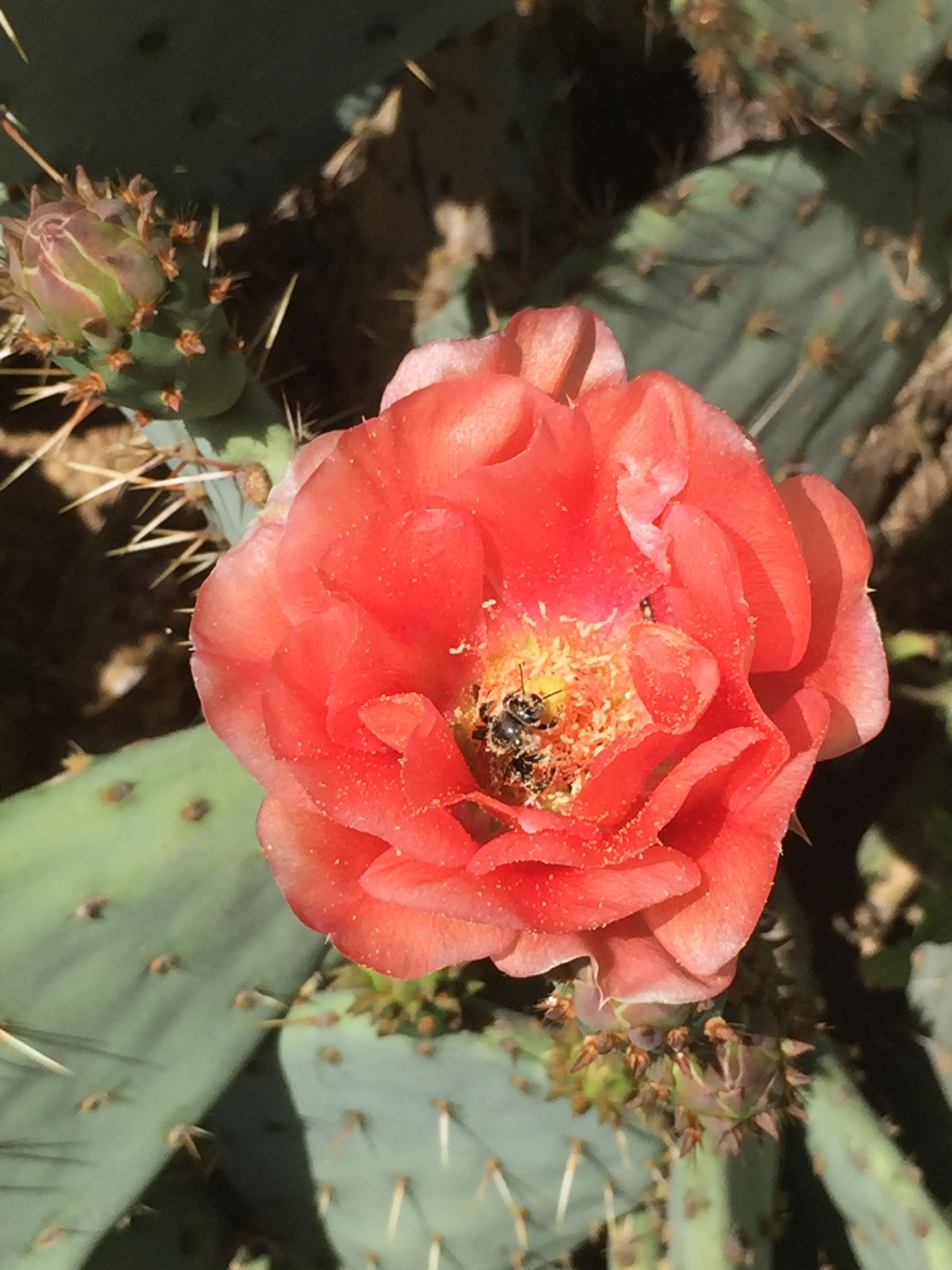 Opuntia X vaseyi