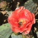 Vasey's Pricklypear - Photo (c) yaoshawn, some rights reserved (CC BY-NC), uploaded by yaoshawn