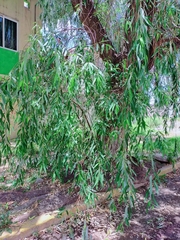 Salix babylonica