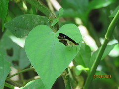 Castilia