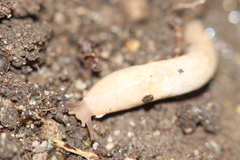 Deroceras reticulatum