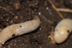 Deroceras reticulatum