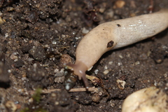 Deroceras reticulatum