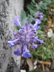 Nepeta racemosa