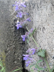 Nepeta racemosa