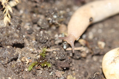 Deroceras reticulatum