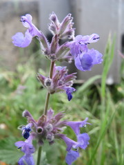 Nepeta racemosa