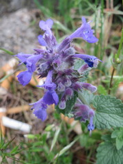 Nepeta racemosa