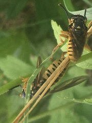 Temnostoma alternans