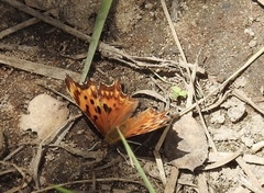 Polygonia oreas