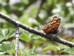 Polygonia oreas