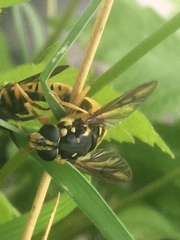 Temnostoma alternans