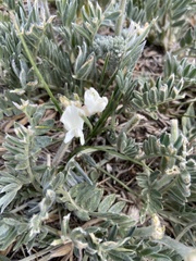 Oxytropis sericea