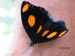 Catonephele numilia esite