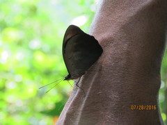 Catonephele numilia esite