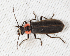 Podabrus brevicollis