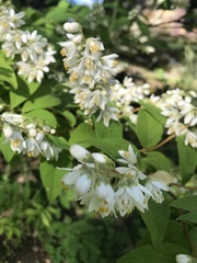 Deutzia gracilis