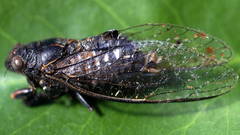 Pauropsalta infuscata