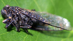 Pauropsalta infuscata