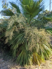 Brahea edulis